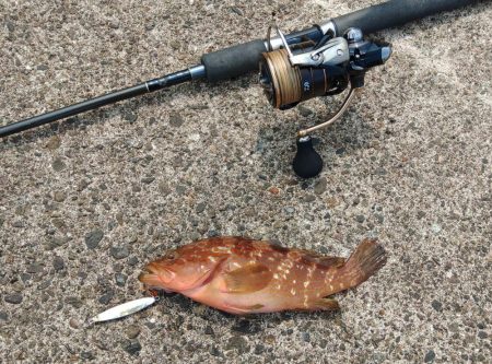 越前海岸でキジハタを探す